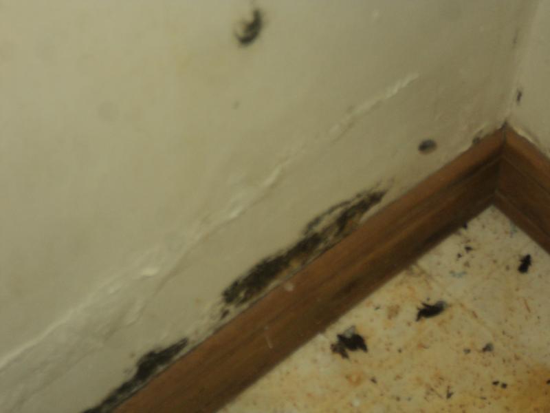 BLACK MOLD CONTAMINATION - INTERIOR WALL.