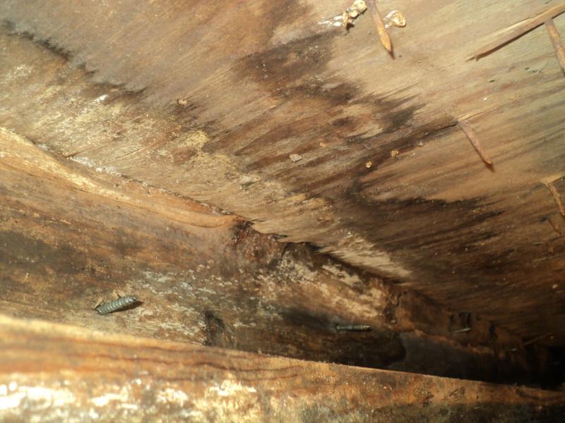 BLACK MOLD CONTAMINATION